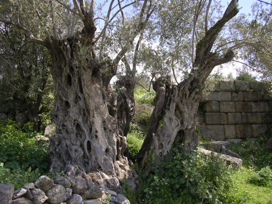Ancient Olive Trees